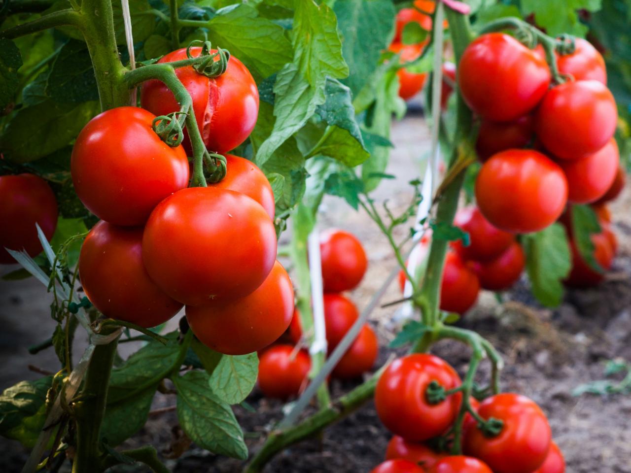 vegetable gardening for beginners books