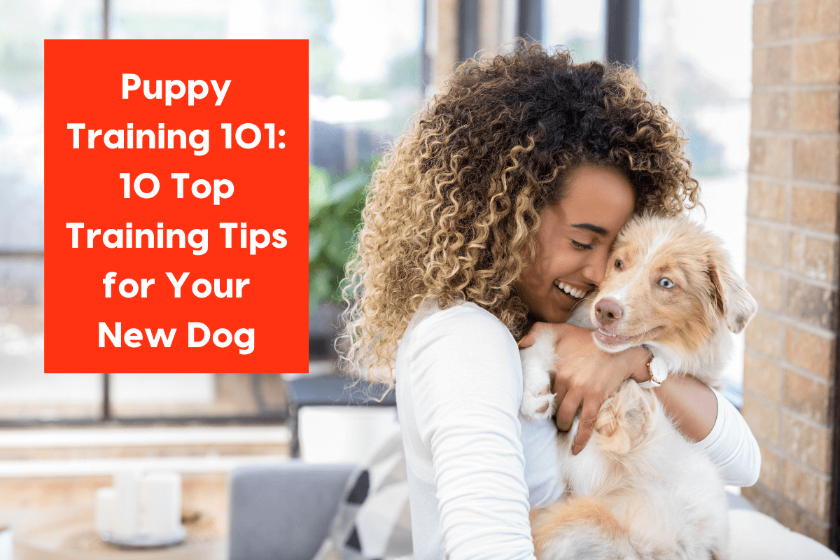 How to Teach Impulse Control to Dogs
