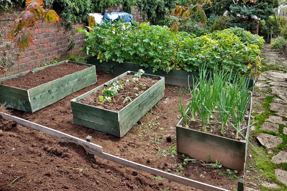 raised bed vegetable gardening for beginners