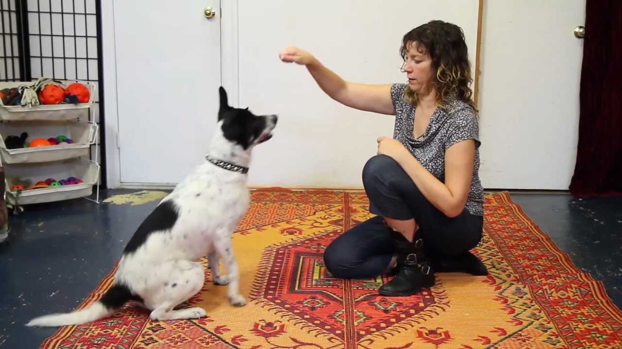 Hand-feeding a dog
